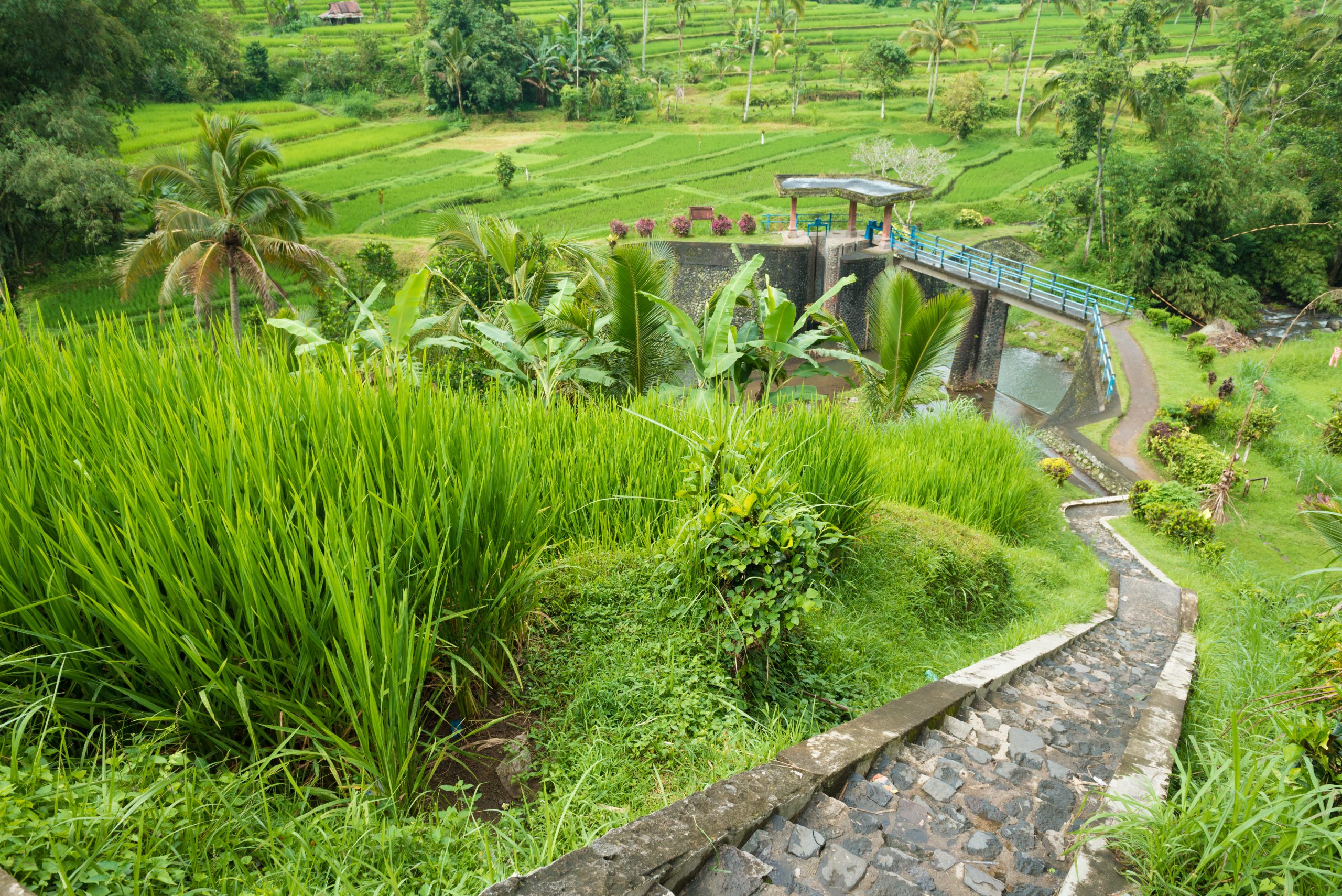 Kelsey Holmer leak Rice paddies